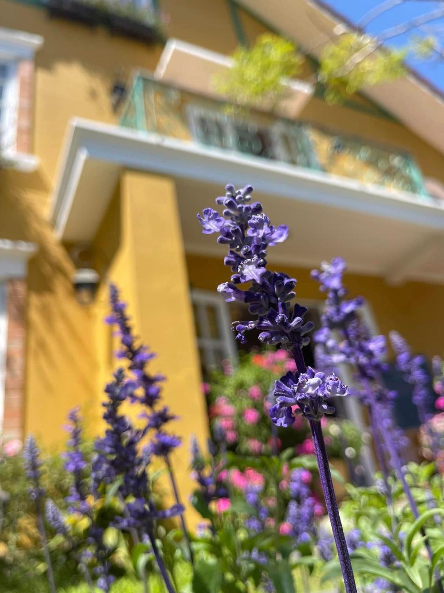 Hotel Bich Dao Boutique - Dalat Exterior foto
